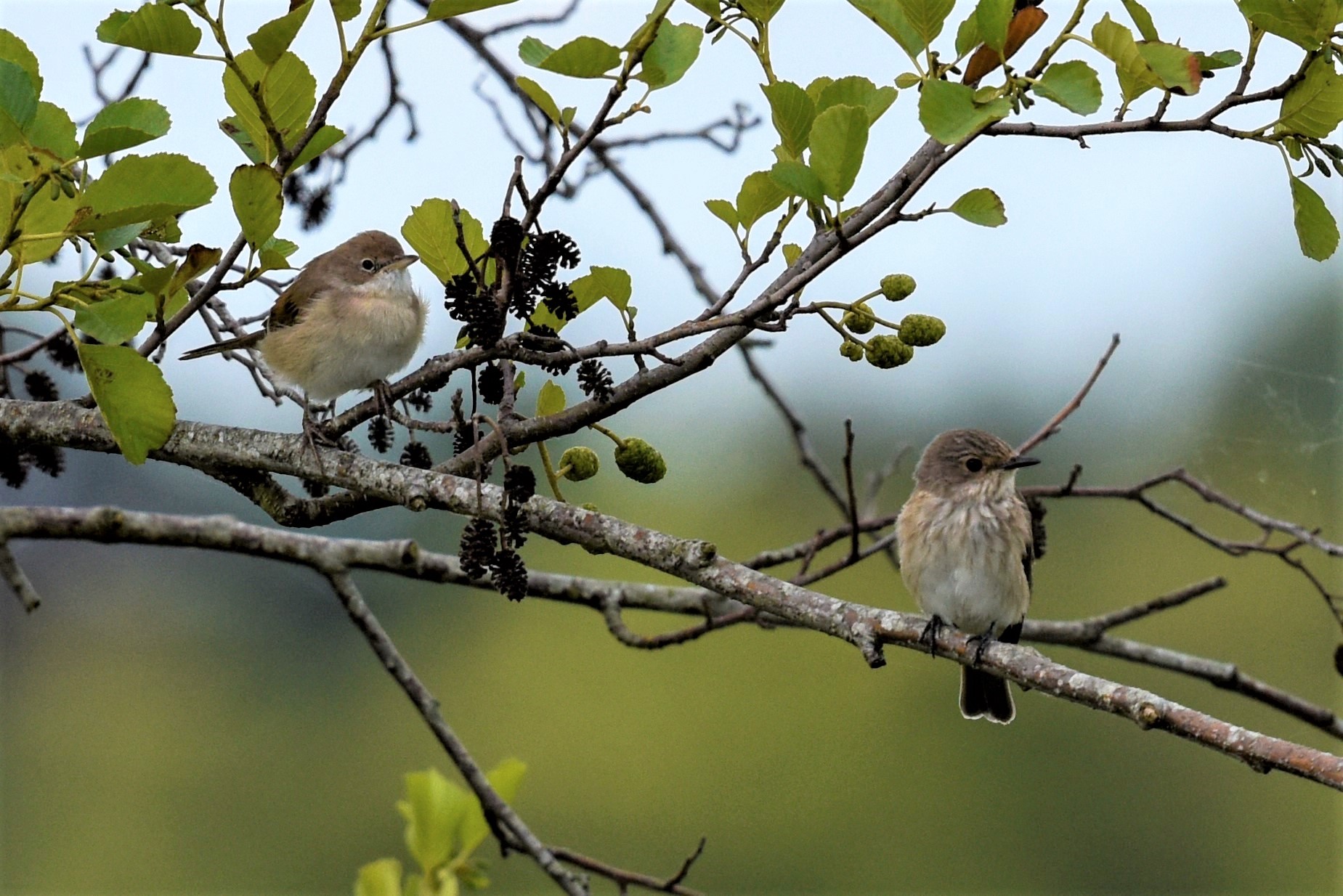 Weke vogels zijn dit ?